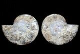 Cut & Polished Ammonite Fossil - Agatized #72918-1